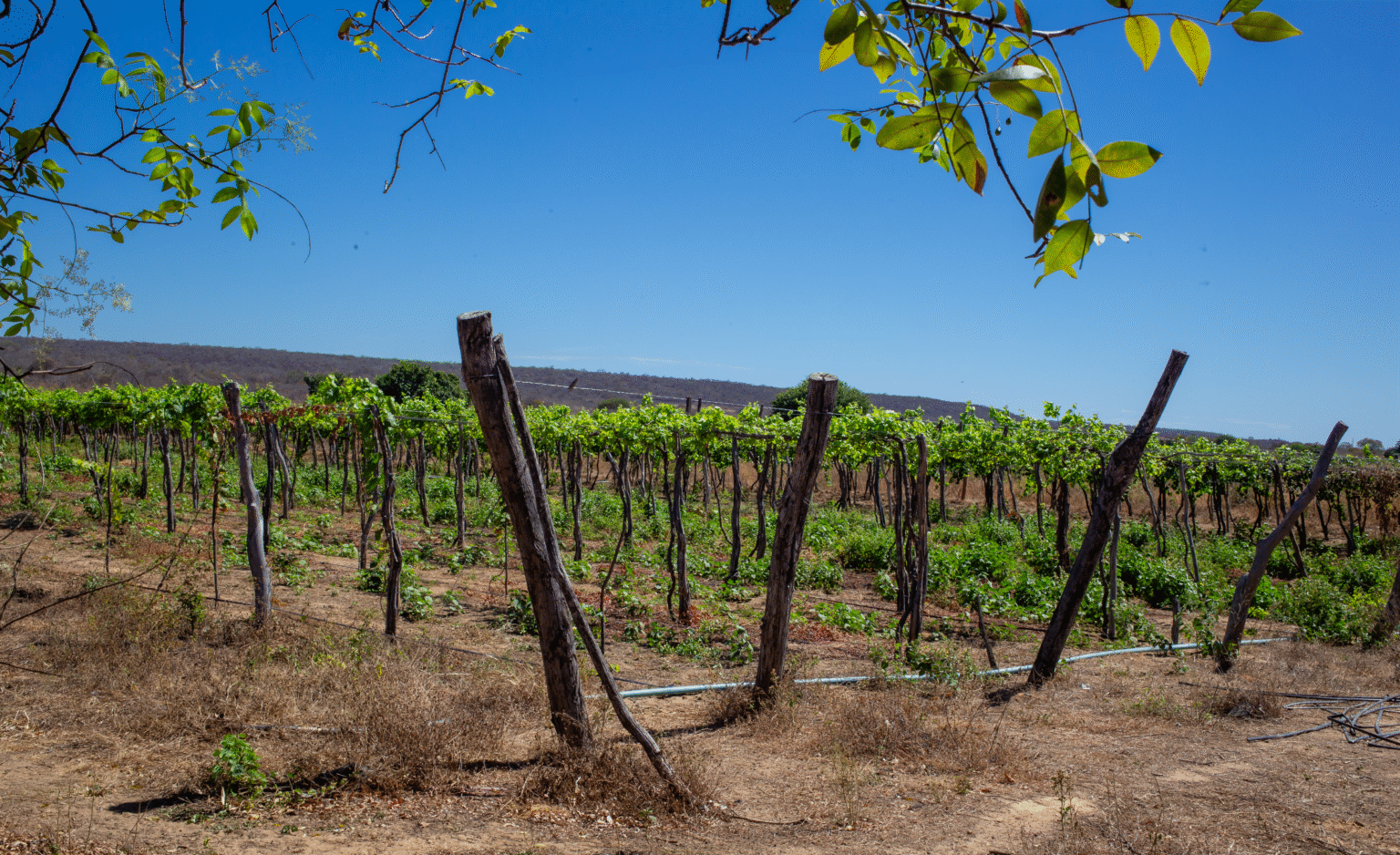 Projeto aposta na produção de uva adaptada ao clima do sertão piauiense
