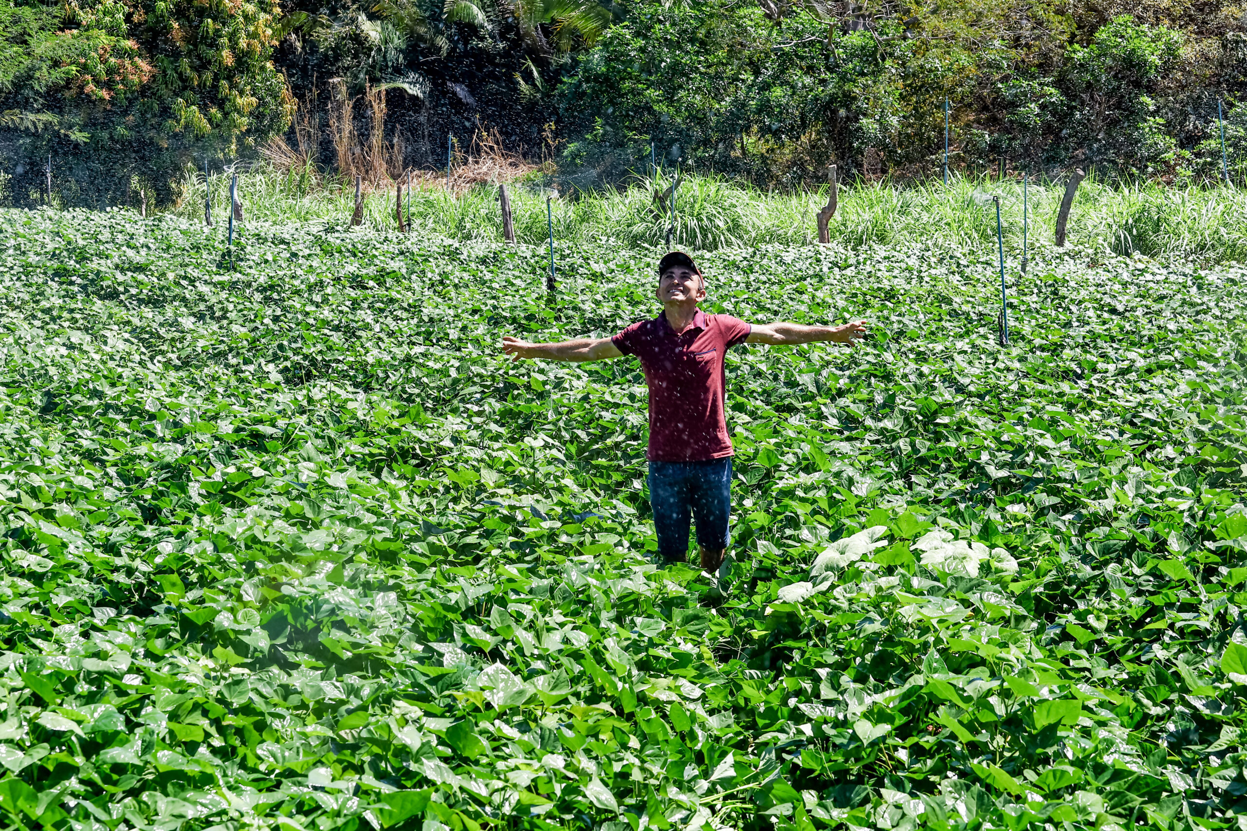 Agricultor celebra melhoria da renda com implantação de sistema de irrigação; SAF já entregou mais de mil kits em 2025