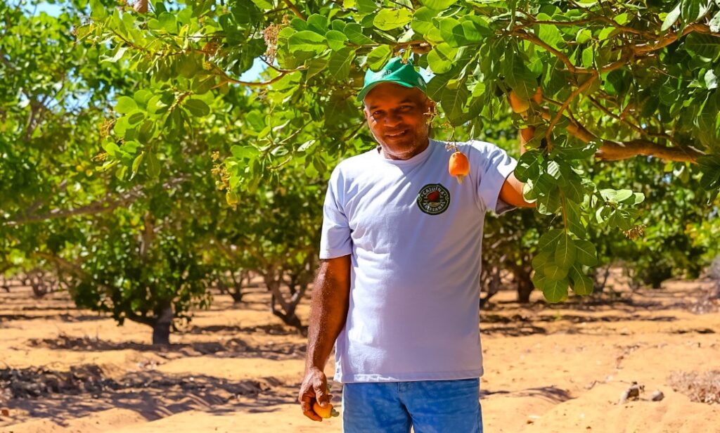Trabalho que transforma vidas: SAF incentiva produção de caju e garante maior renda a agricultores familiares no Piauí