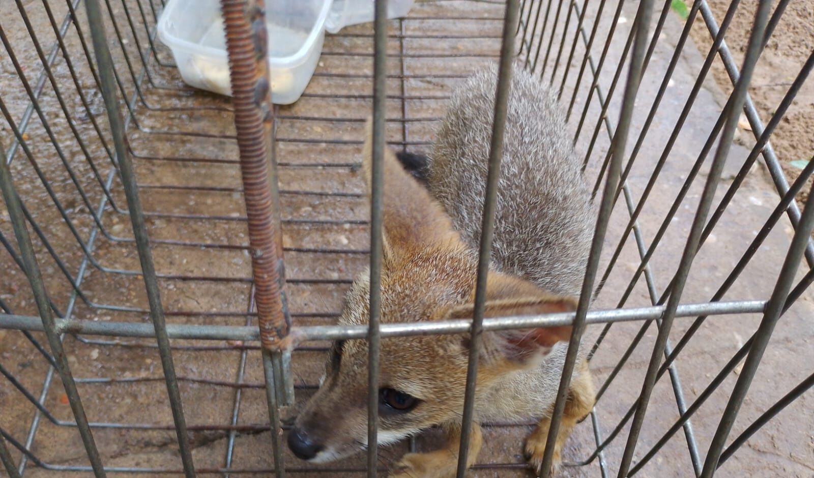 Semarh realiza soltura e devolve animais silvestres à natureza em Curimatá nesta terça (22)