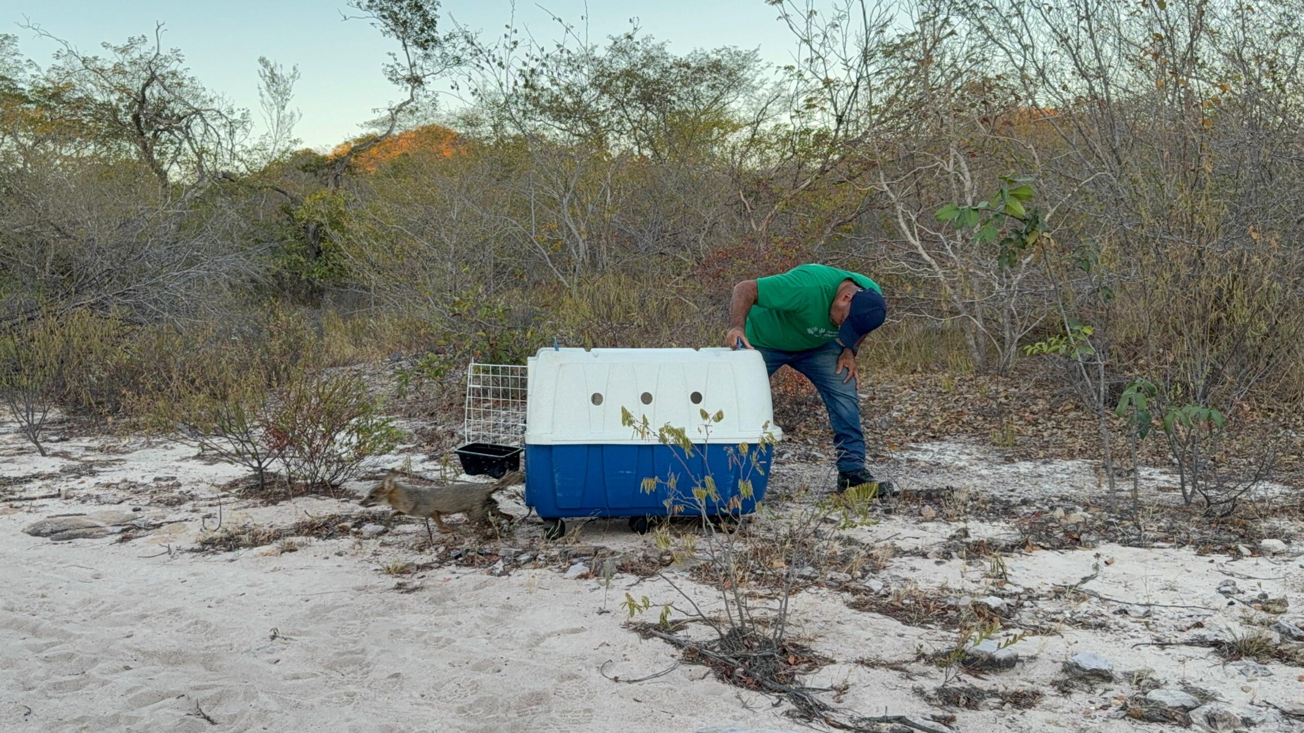 Raposa-do-campo e outros animais são devolvidos à natureza no Parque do Rangel, em Curimatá