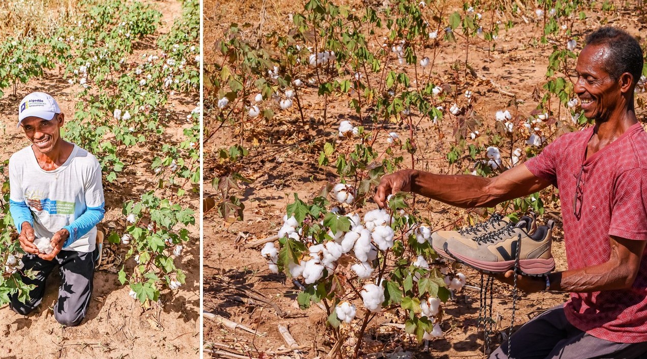 Do Piauí para a França: algodão orgânico produzido por agricultores familiares