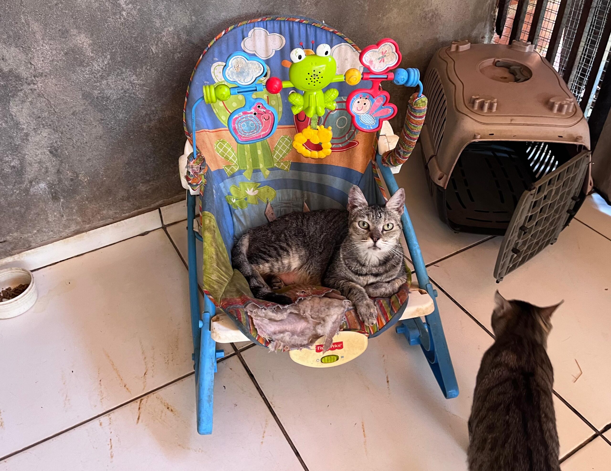 Semarh doa mais de 300 kg de ração para protetores de animais em Teresina