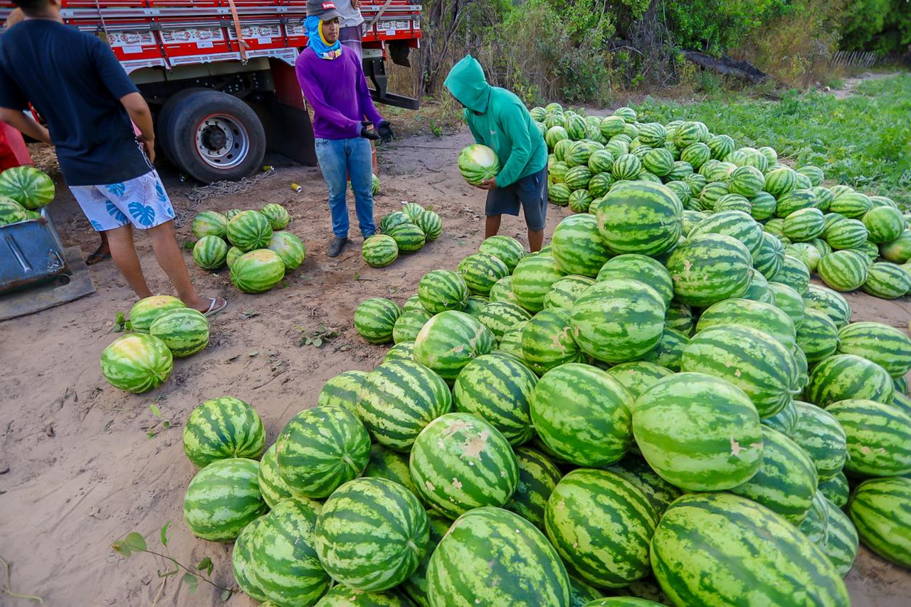 Mais de 80 toneladas de melancia são produzidas no Piauí com apoio do Fomento Rural