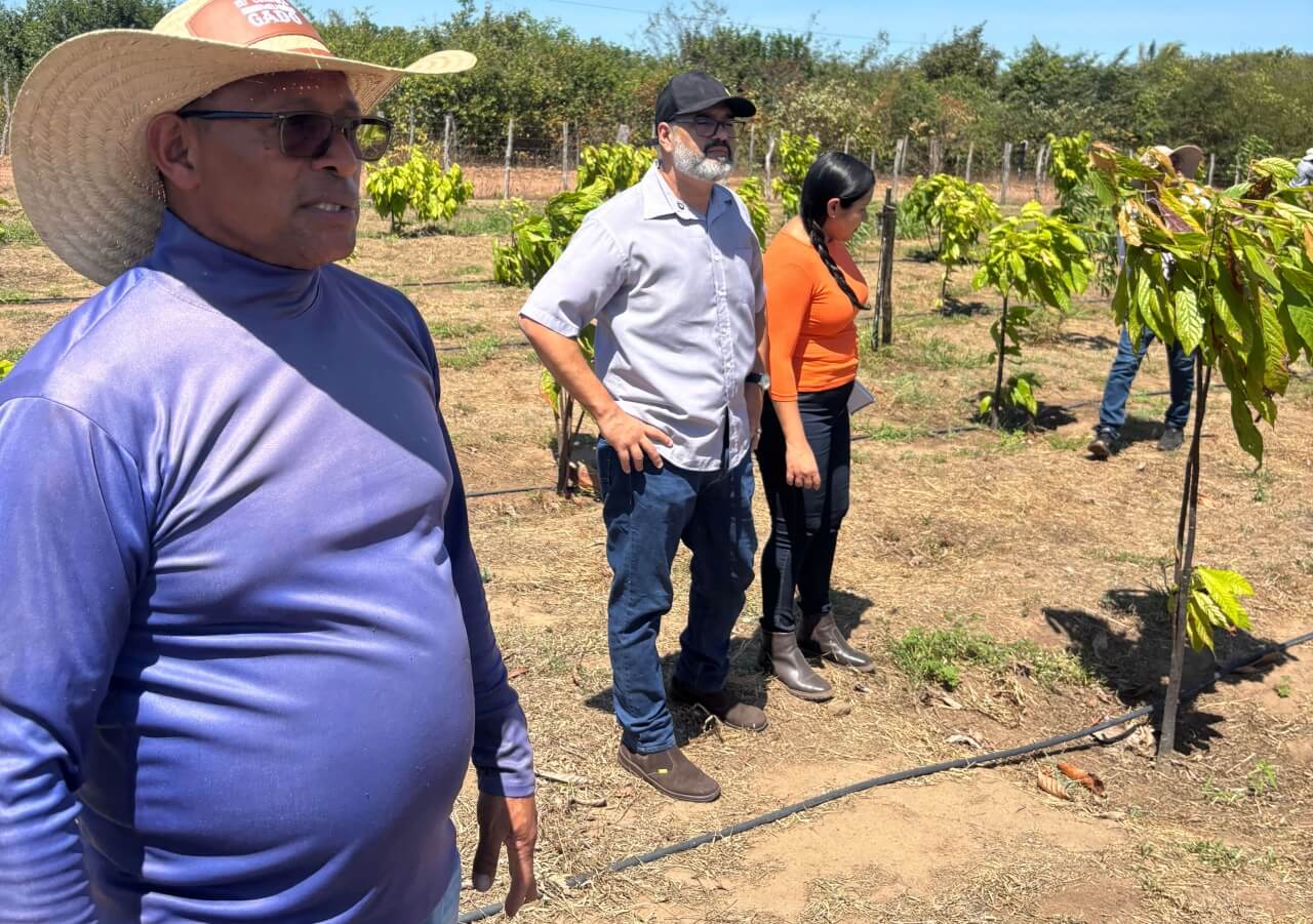 Sada e Embrapa avaliam experiência piloto de plantio de cacau em Nazária