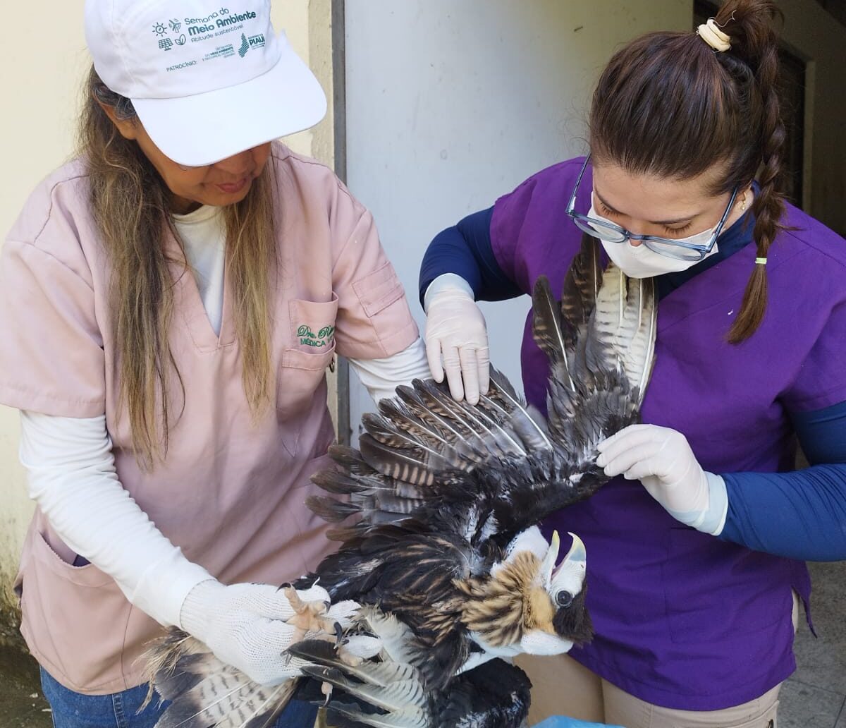 Centro de Triagem de Animais Silvestres atua na reabilitação de aves antes de soltura