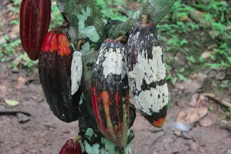 CDR deve votar anistia aos produtores de cacau afetados pela vassoura-de-bruxa