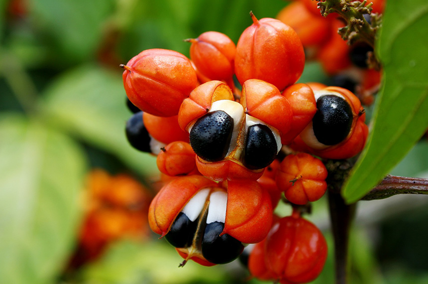 Maués, no Amazonas, é a Capital Nacional do Guaraná, decide CE