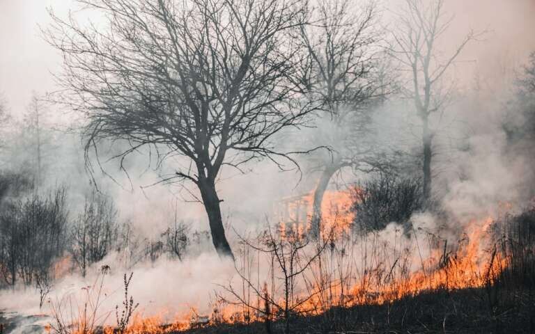 Piauí registra redução de 11% nos incêndios após primeira quinzena de portaria que proíbe queimadas