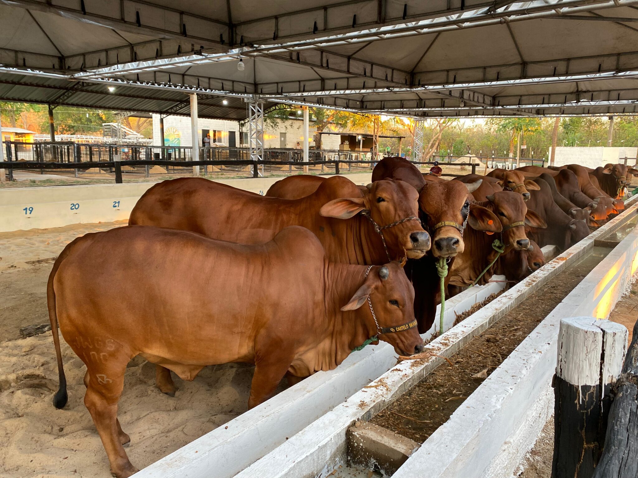Expoagro Piripiri chega à 7ª edição com apoio do Governo do Piauí