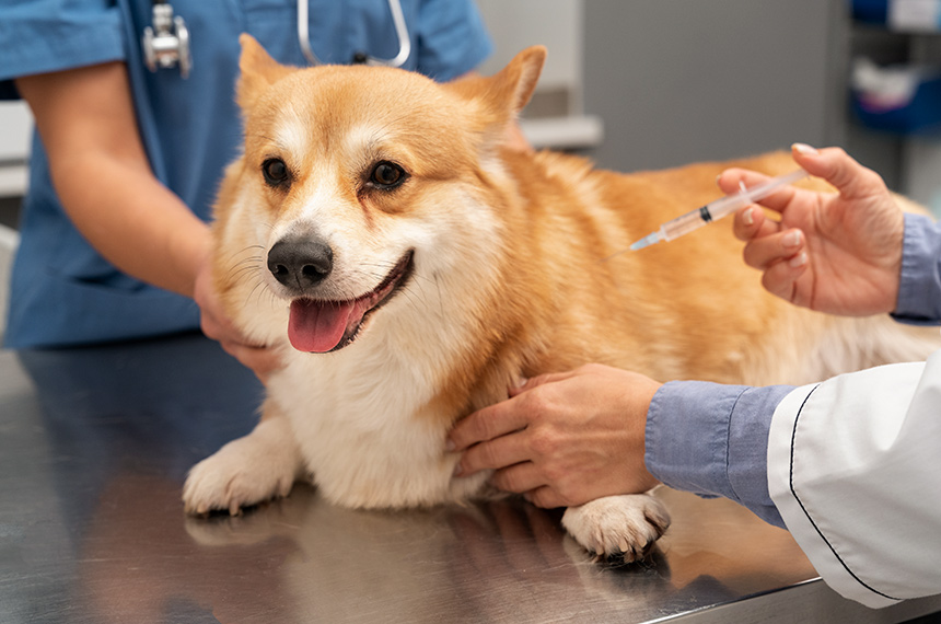 CMA analisa projetos sobre proteção animal nesta terça