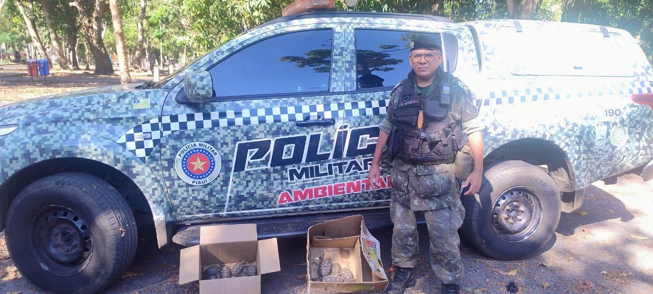 Polícia Militar resgata 17 filhotes de jabutis mantidos ilegalmente em Altos