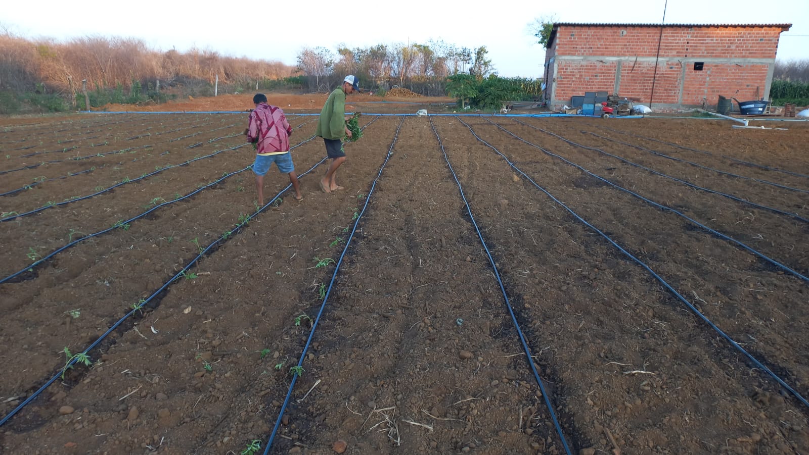 Projeto “Do Quintal à Mesa” fortalece agricultura familiar em Sussuapara com plantio de 1.500 mudas de tomate