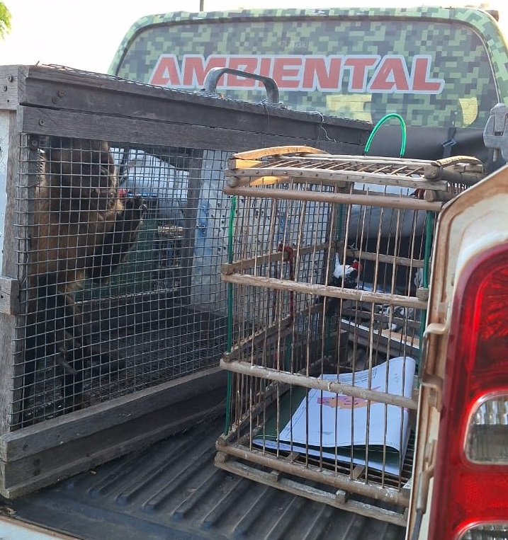 Polícia Militar resgata animais silvestres mantidos em cativeiro em Caraúbas do Piauí