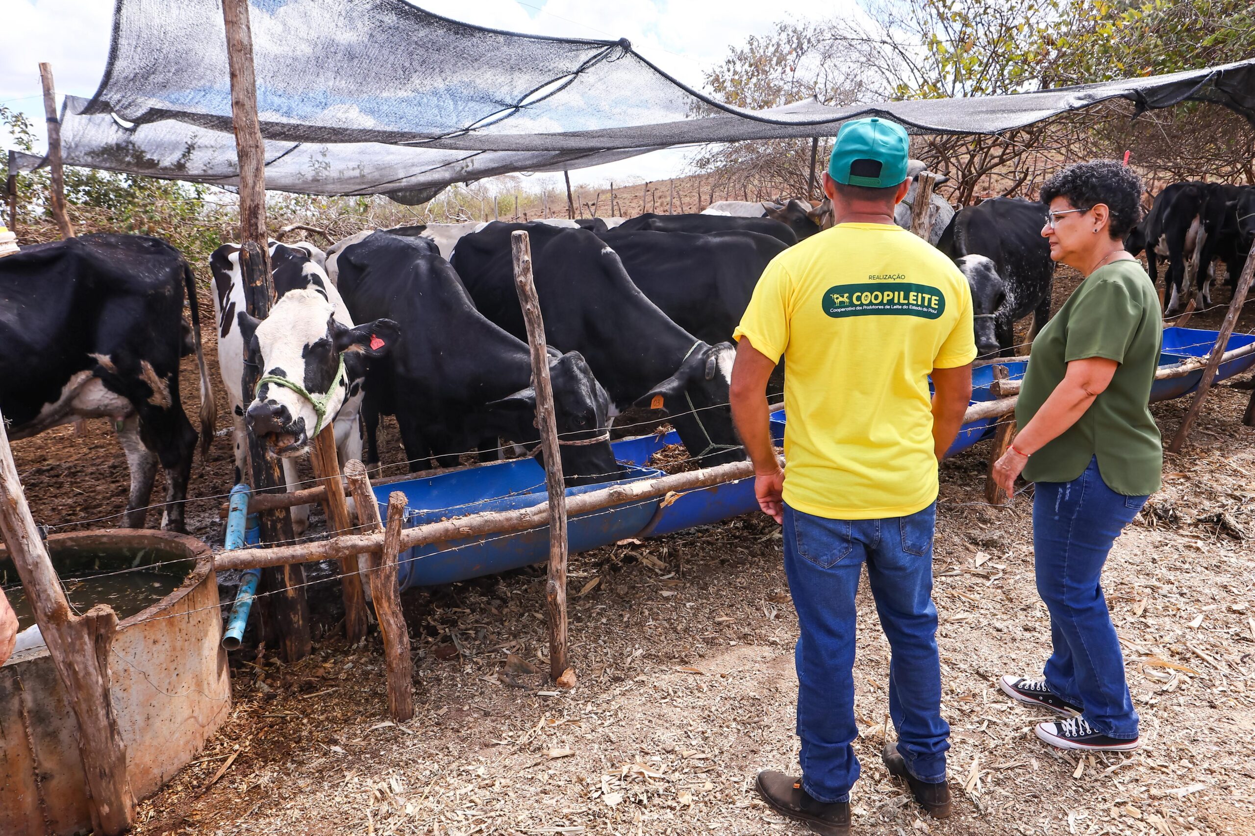 Cooperativa aumenta número de produtores associados e projeta assumir o PAA Leite no Piauí a partir de 2026