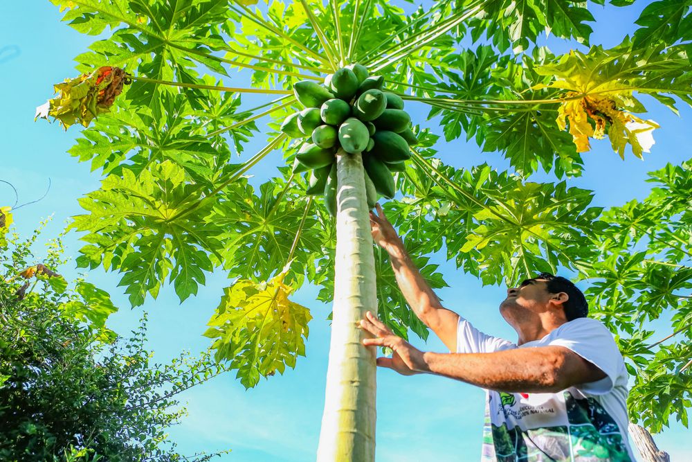 Projeto Pilares II, que vai investir R$ 250 milhões na agricultura familiar, realiza apresentações nos seis territórios de atuação