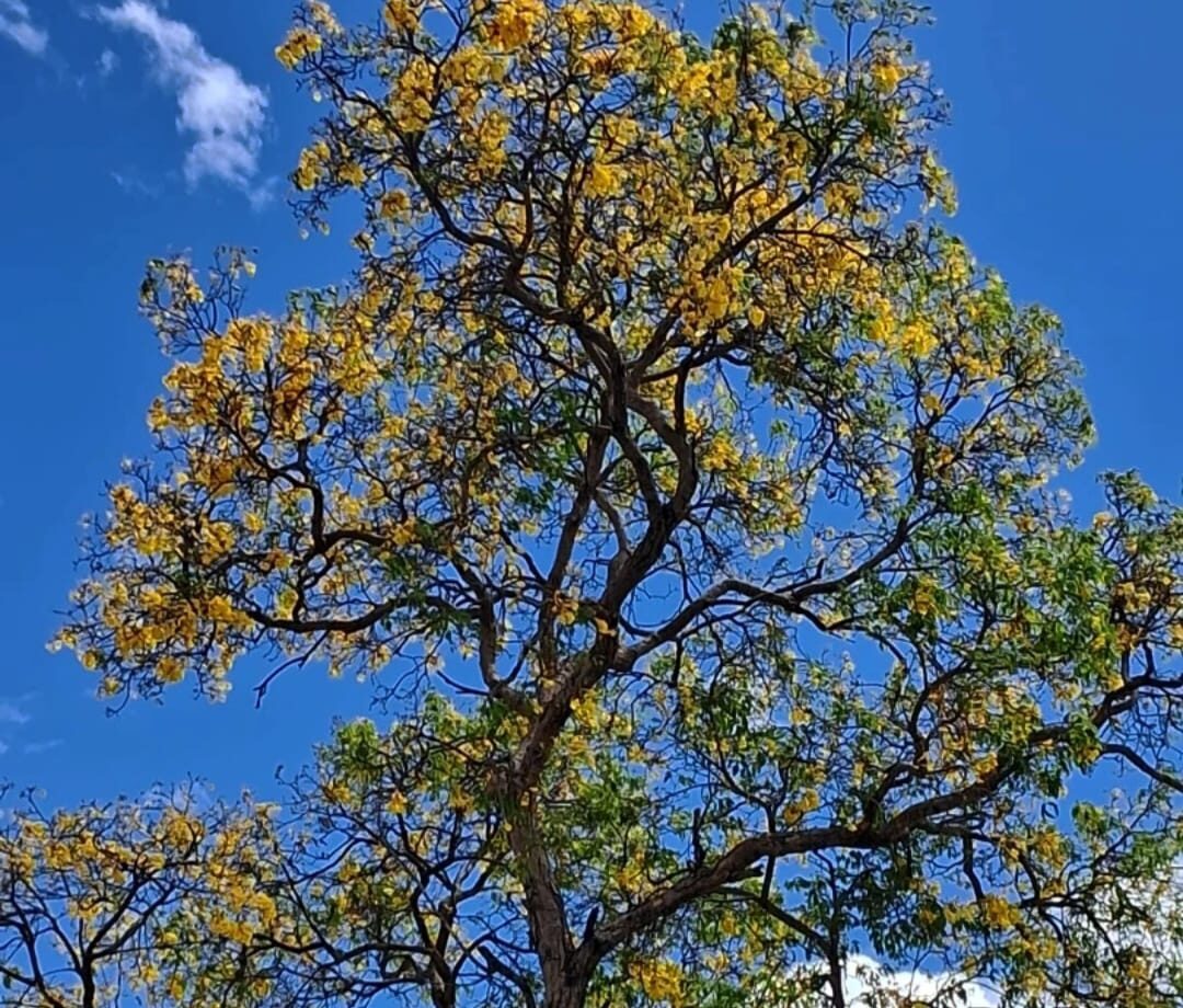 Piauí: onde cada árvore plantada aponta para o futuro