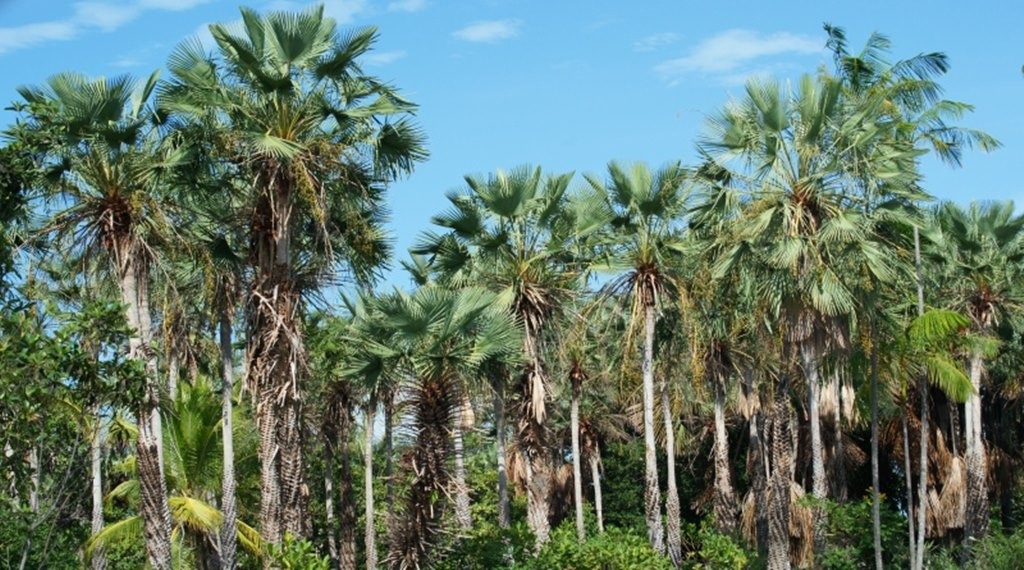 Piauí lidera a produção de pó de carnaúba no Brasil