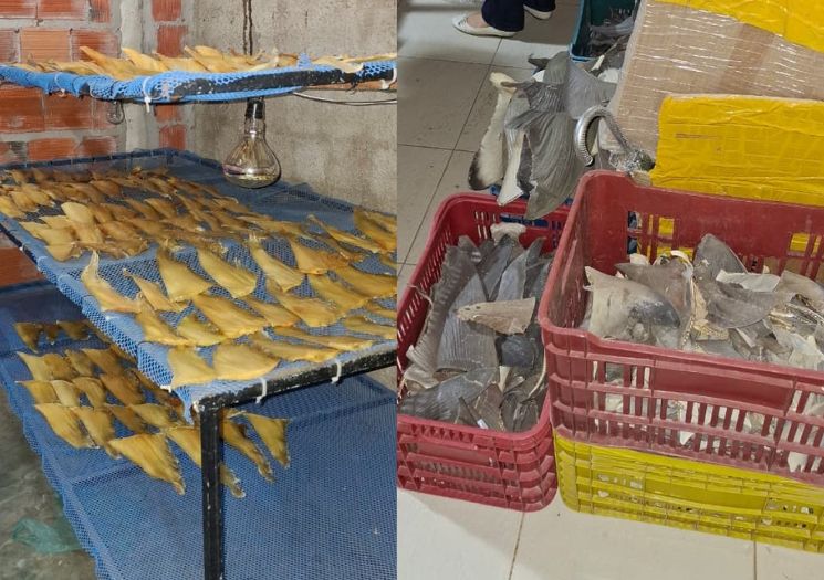 Chineses são presos no Piauí por contrabando de barbatanas de tubarão