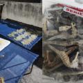 68d69e56b9d4d_chineses-sao-detidos-suspeitos-de-contrabando-de-barbatanas-de-tubarao-em-parnaiba--63fb7c8b45ec9862