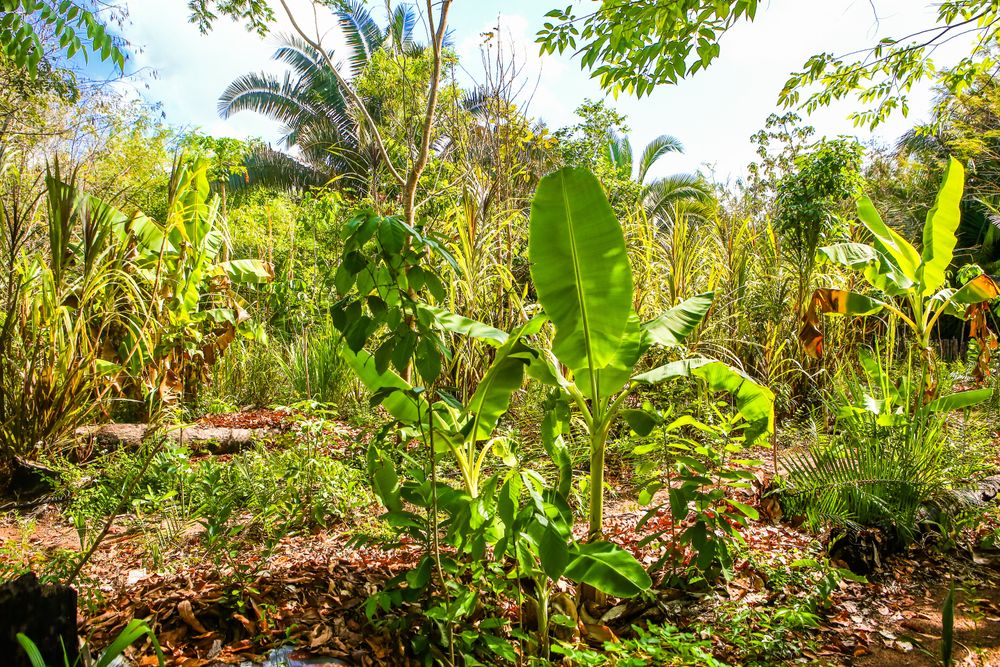 Dia da Agroecologia: ações da SAF incentivam produção sustentável de alimentos na agricultura familiar