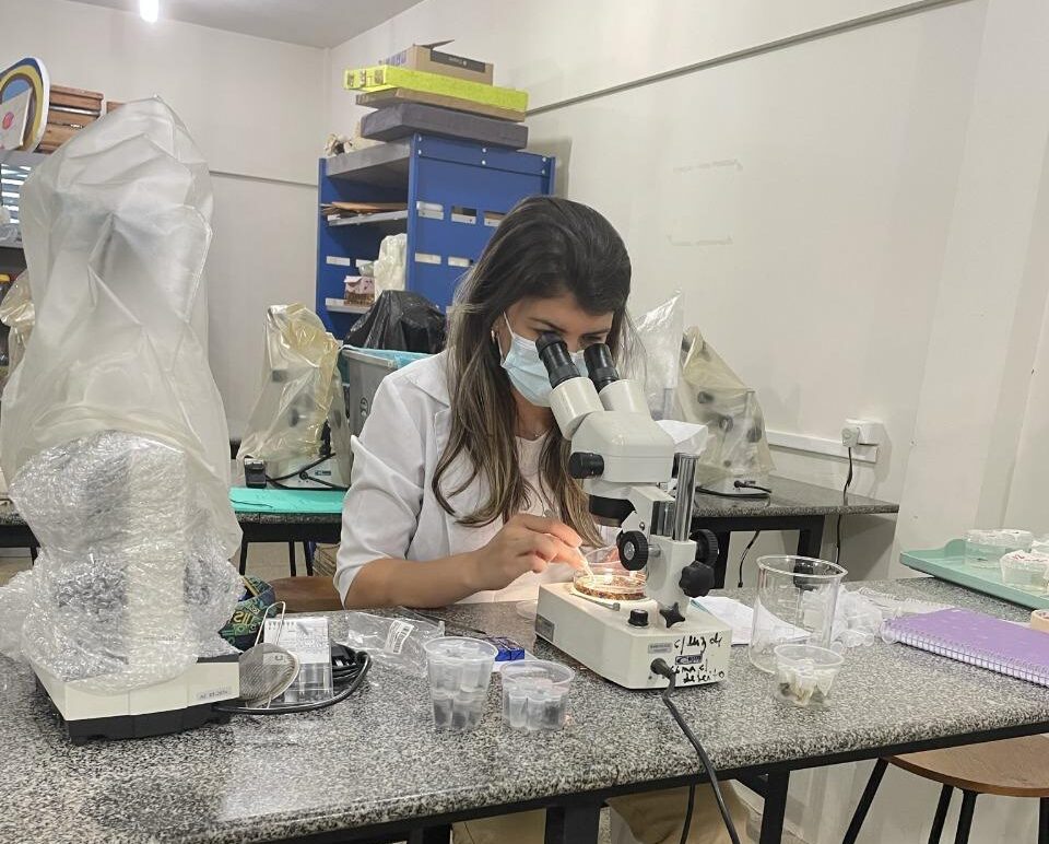 No Dia da Abelha, Uespi destaca pesquisas que fortalecem a produção de mel e a preservação ambiental