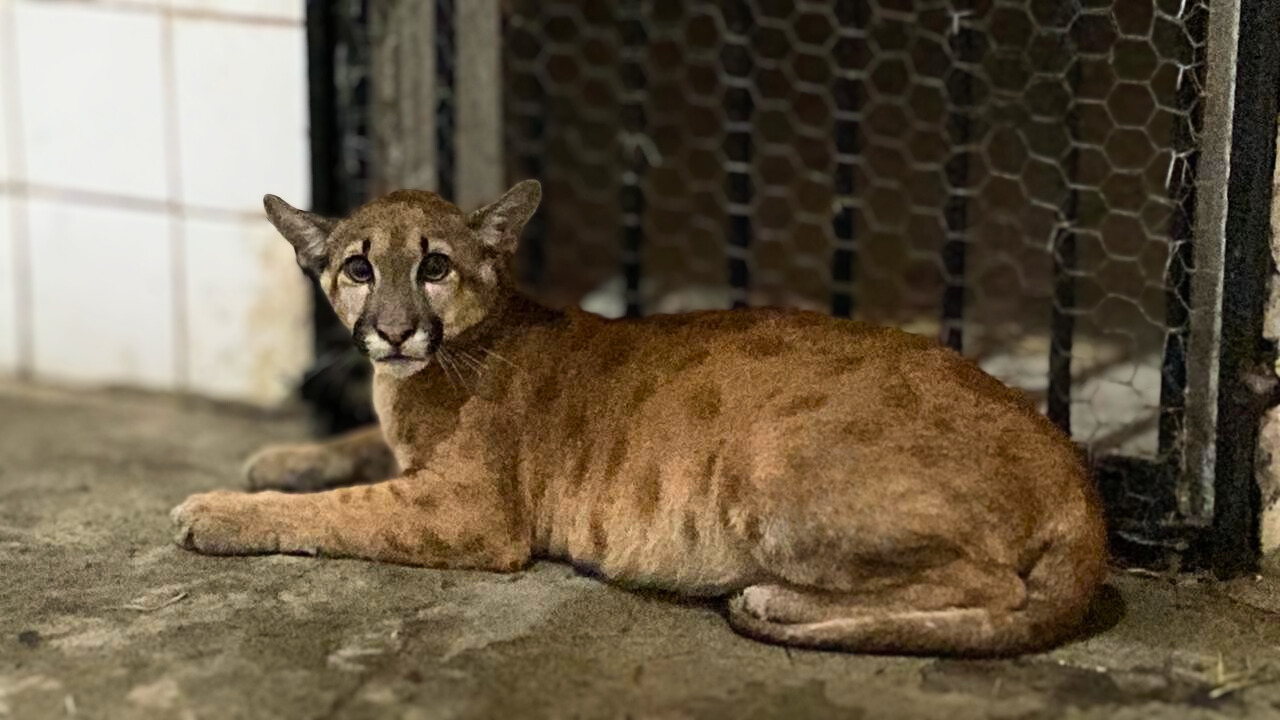 No Dia dos Animais, onça resgatada em meio ao fogo ganha nome de Nazaré