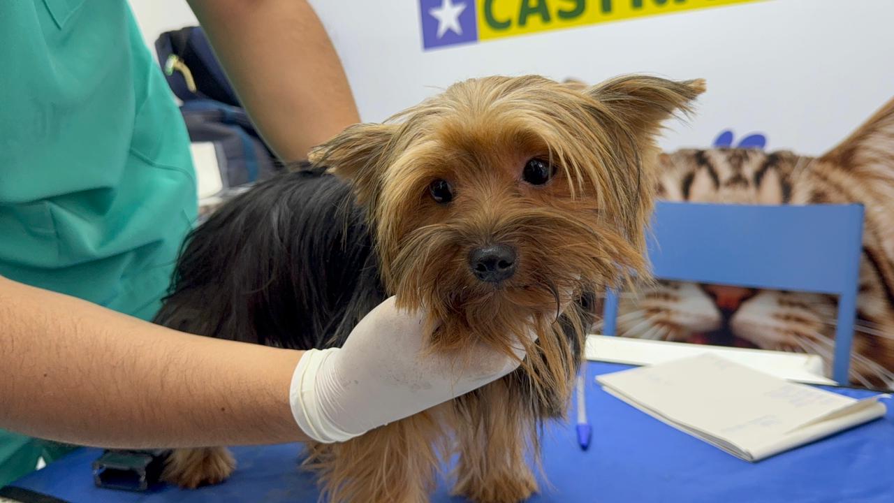 Castramóvel realiza castração gratuita de cães e gatos em Hugo Napoleão até quinta (9)