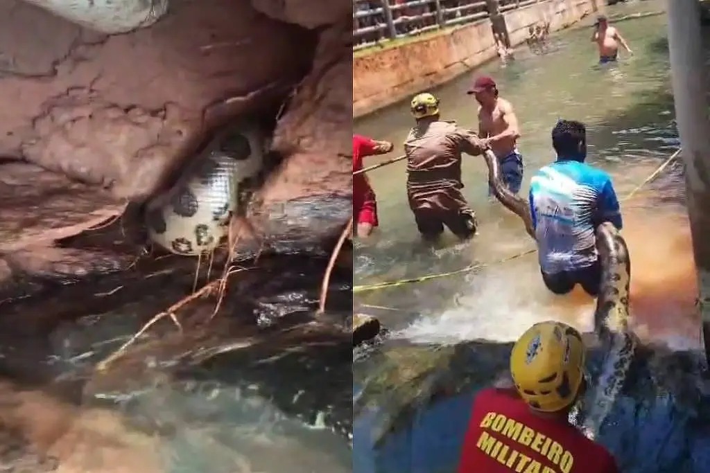 VÍDEO: Sucuri de 5 metros é resgatada e devolvida à natureza