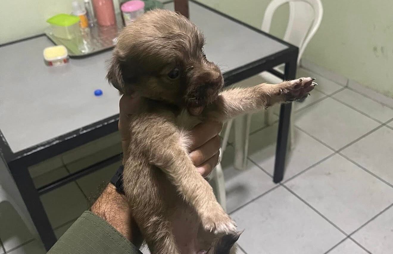 Polícia Militar resgata filhote de cachorro na PI-112 e adota animal como mascote de batalhão no Piaui