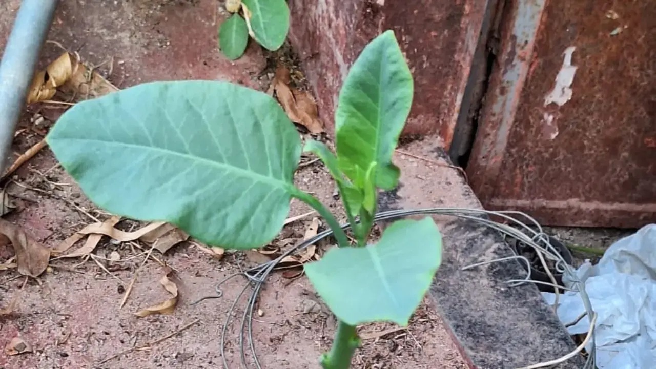 Mulher morre após comer planta venenosa achando que era couve