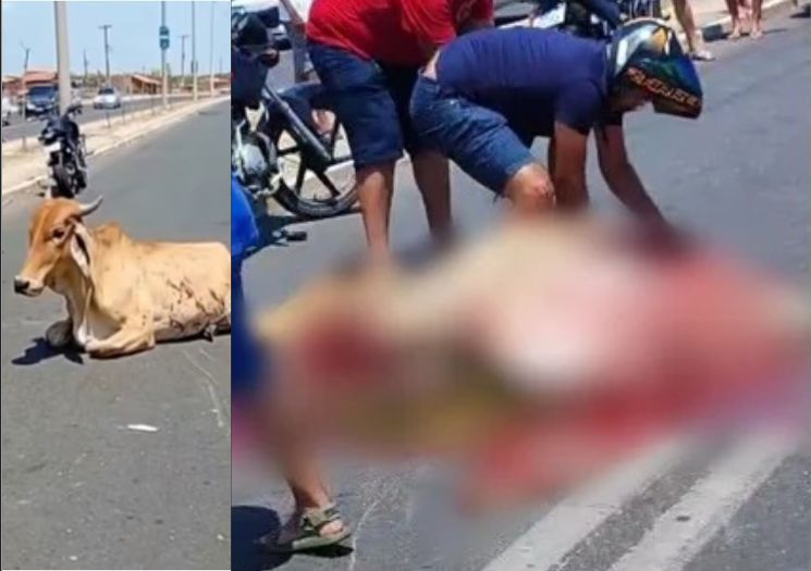 Pessoas que esquartejaram vaca após acidente em Teresina serão investigadas