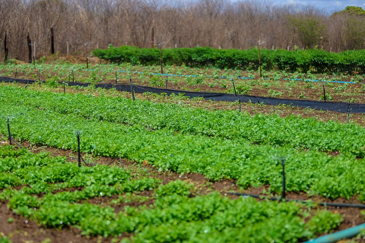 Propriedade modelo em Sussuapara reforça resultados do Projeto do Quintal à Mesa