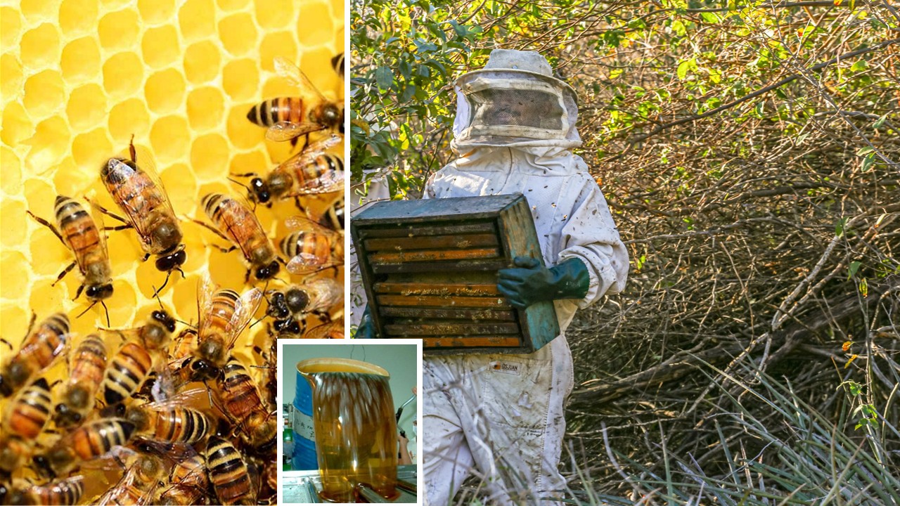 PIAUÍ É O 2º LUGAR NO BRASIL; MEL DO PIAUÍ ATRAVESSA OCEANOS, ANTES ATRAVESSA SECA.