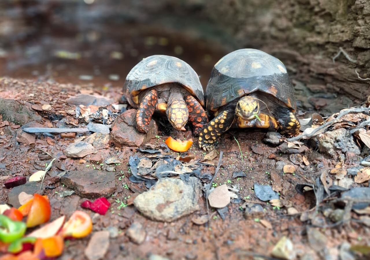 Semarh promove ação de soltura e devolve 50 animais silvestres à natureza no norte do Piauí