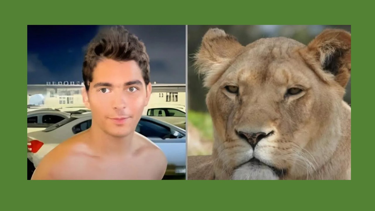 Tragédia em João Pessoa! Veja a história do jovem que invadiu recinto e foi morto por leoa