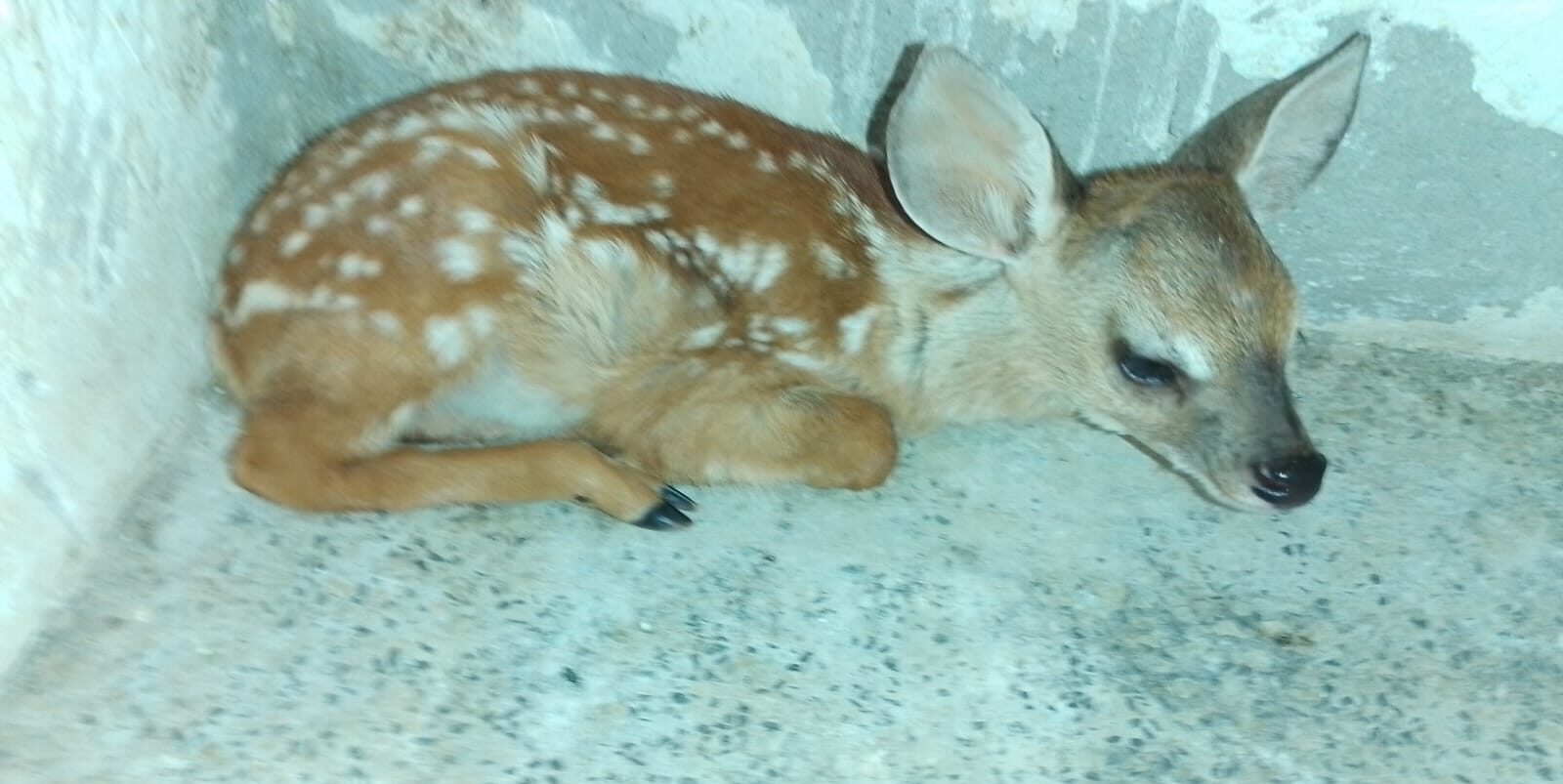 Filhote de veado-catingueiro resgatado em Castelo do Piauí é transferido para Centro de Triagem de Animais Silvestres