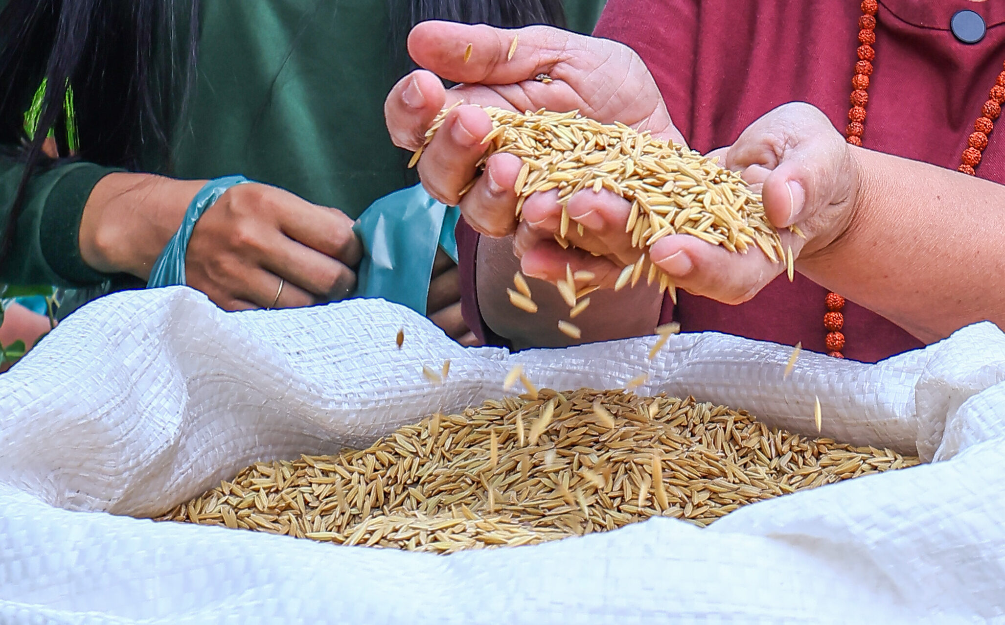 SAF inicia distribuição de sementes de arroz para fortalecer produção no Piauí