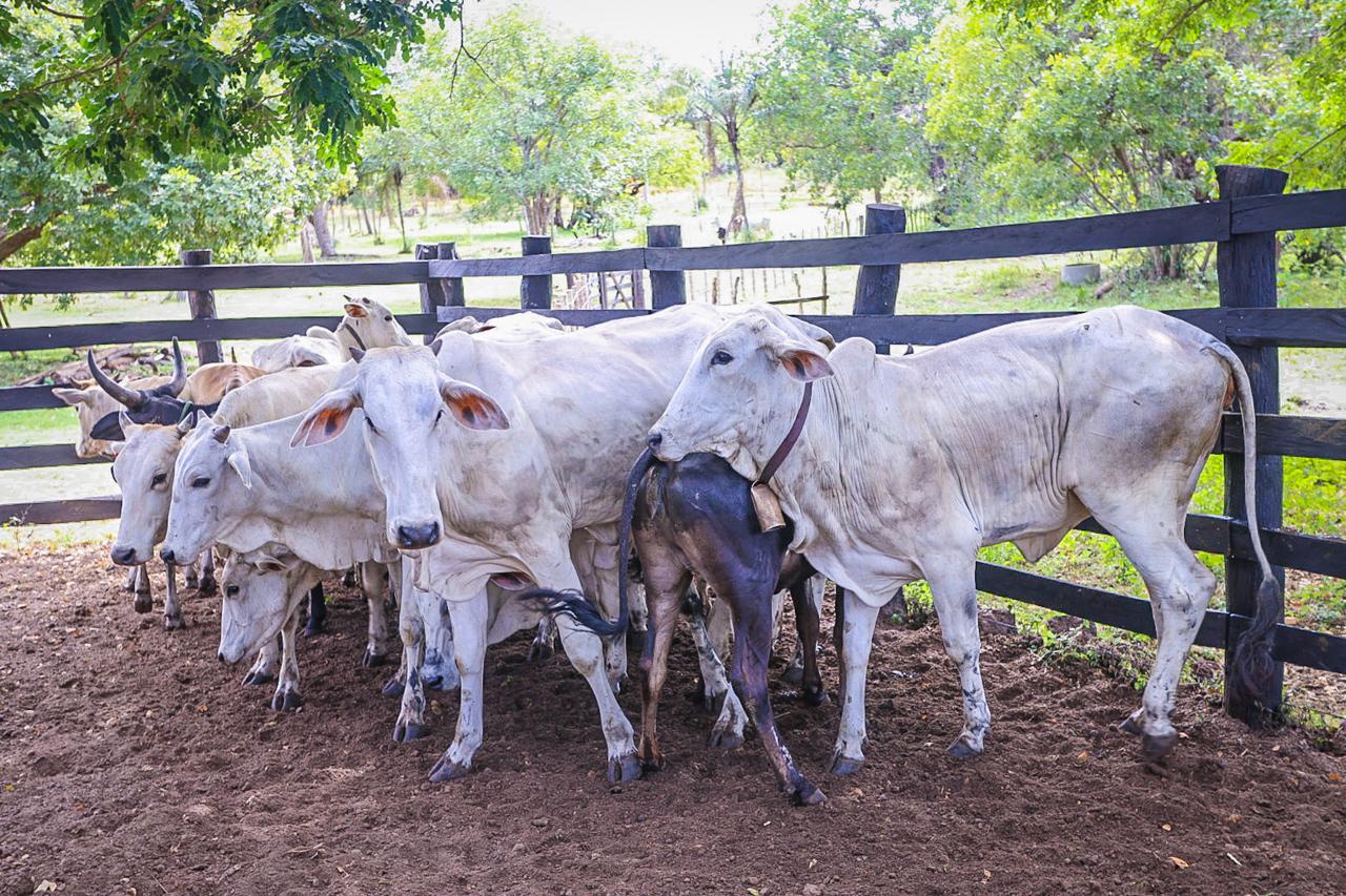 Com investimento superior a R$ 3,3 milhões, Piauí + Genética transforma pecuária e projeta novo ciclo de desenvolvimento no campo