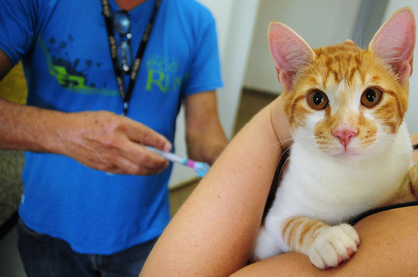 Lei oficializa Julho Dourado para promover saúde animal e prevenir zoonoses