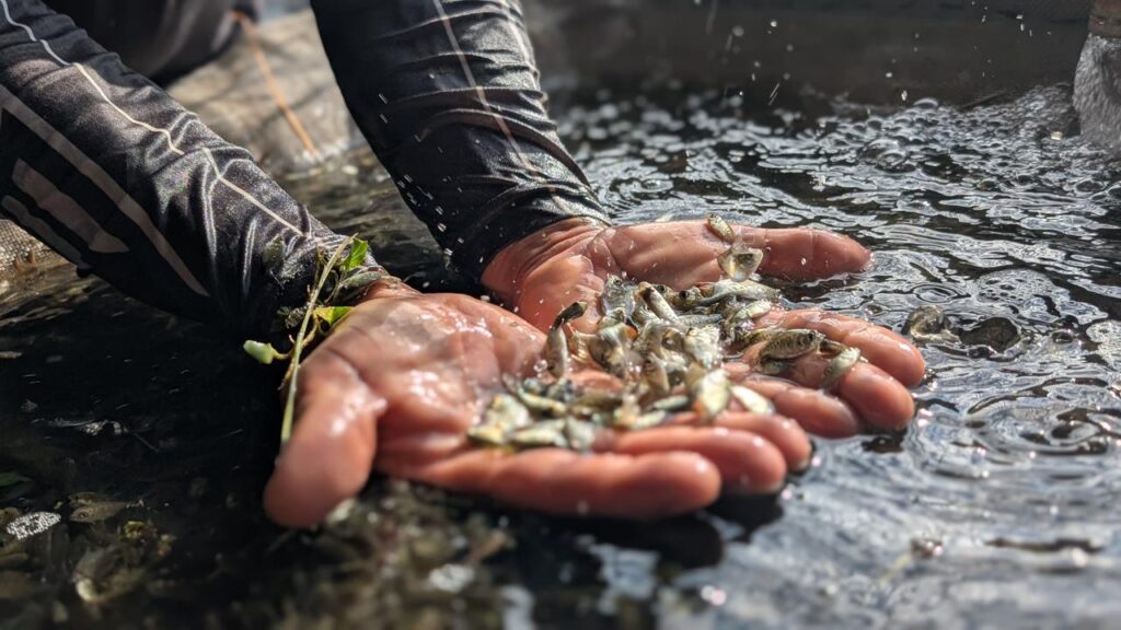 SAF realiza primeira entrega de alevinos do ano e beneficia agricultores familiares de quatro municípios piauienses