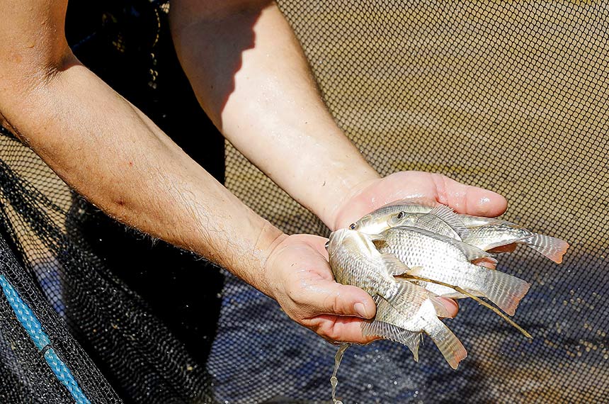 Senado pode analisar projeto de equiparação de aquicultor a produtor rural