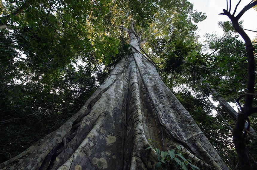 Meio ambiente: licenciamento ambiental e COP 30 marcam atividade no Senado