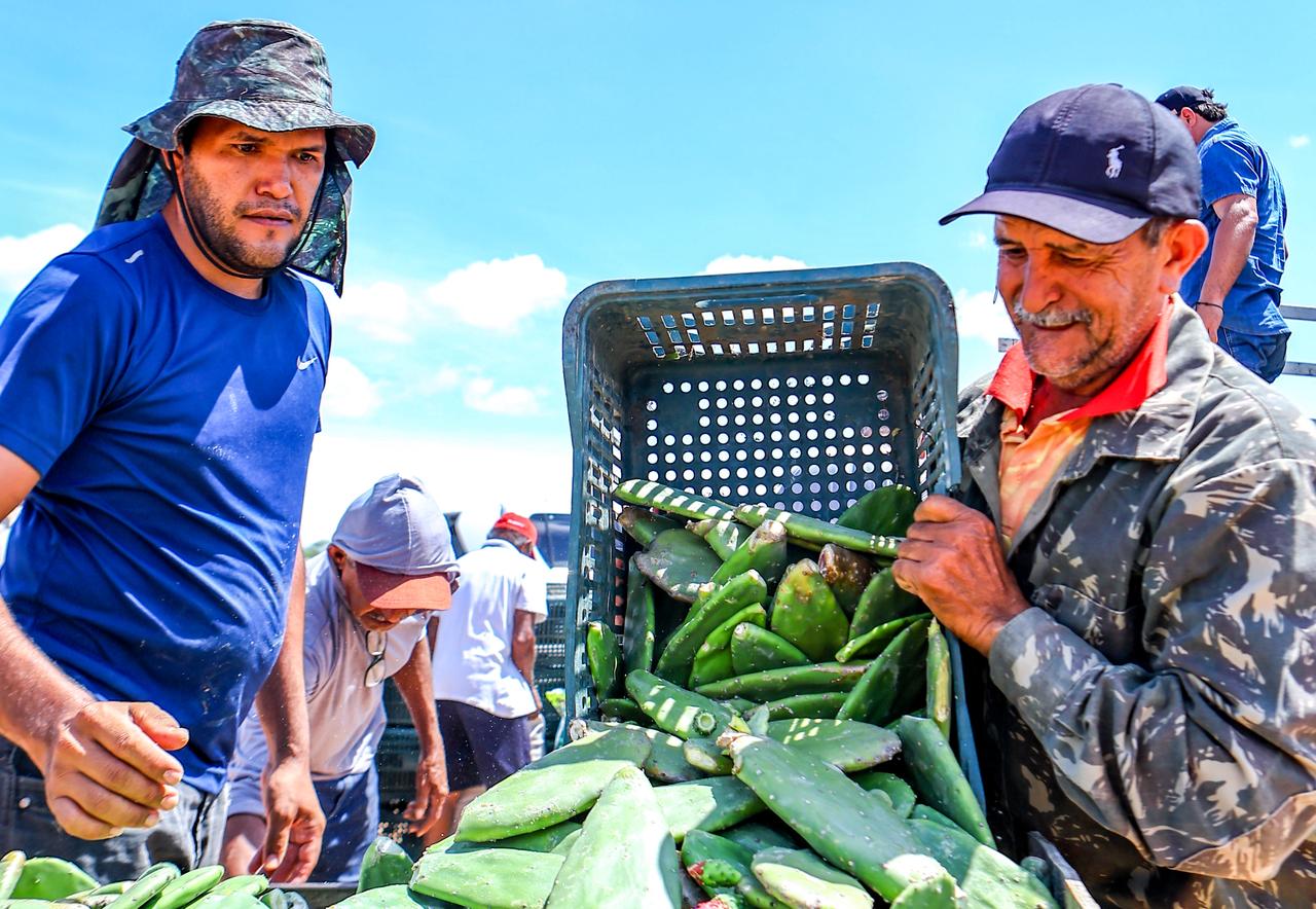 Distribuição de palma forrageira reforça alimentação de rebanhos no semiárido