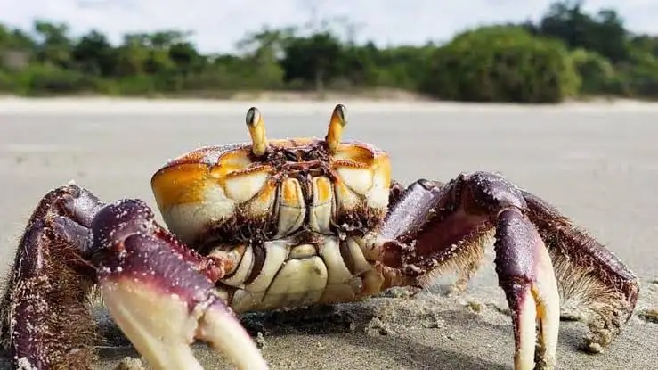 Defeso do caranguejo-uçá começa domingo (18) e reforça proteção dos manguezais do Piauí em 2026