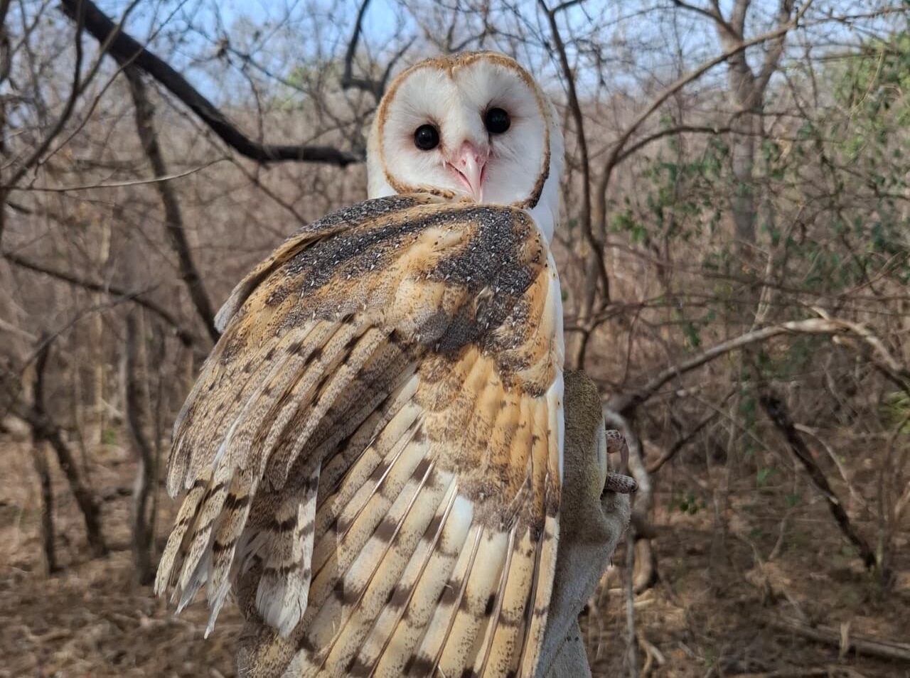 Semarh realiza primeira reintrodução de animais silvestres à natureza de 2026