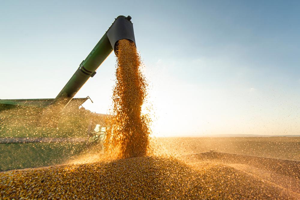 Safra agrícola do Piauí tem expectativa de recorde em 2026, aponta IBGE