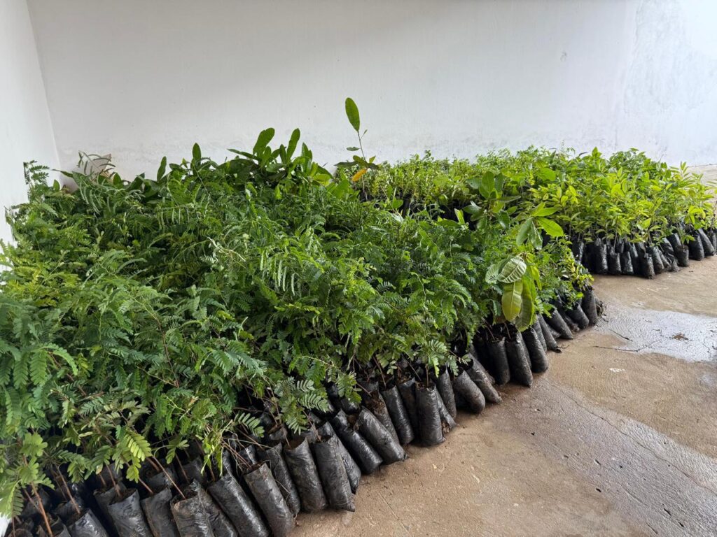 Semarh inicia calendário 2026 com distribuição de 11 mil mudas frutíferas e nativas no Piauí