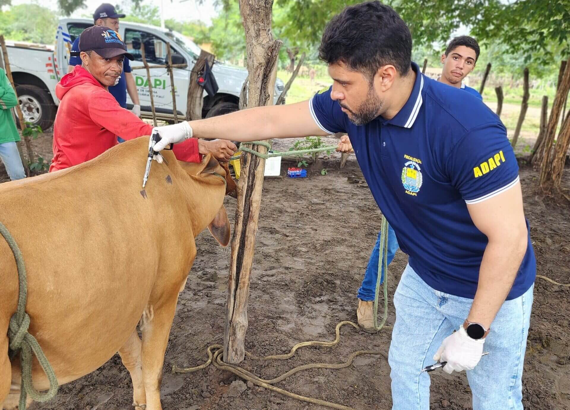 Adapi cria plano de metas de defesa sanitária animal e fortalece ações de vigilância no Piauí