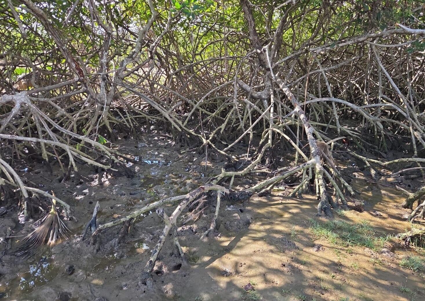 Segundo período de defeso do caranguejo começa no domingo (1º) e Semarh inicia nova operação no litoral